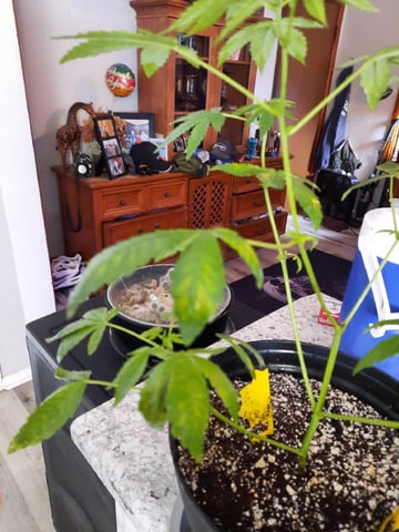 Blackberry kush — vegetative, day 52