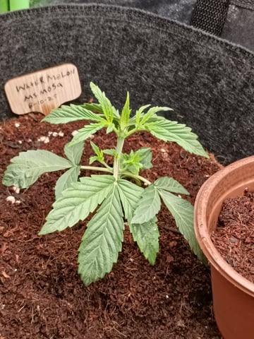 1st Grow Eva — seedling_rooting, day 15