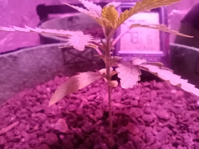 First autos  — seedling_rooting, day 20