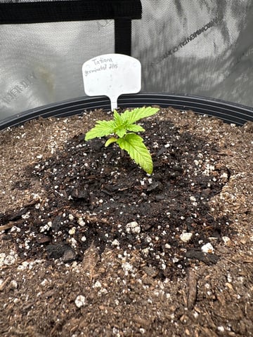 White Russian — vegetative, day 10