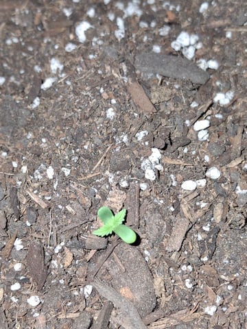 first auto flower grow...royal queen seeds purple matic — seedling_rooting, day 1