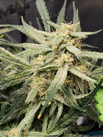 Autoflower grow. my first grow  — flower, day 60