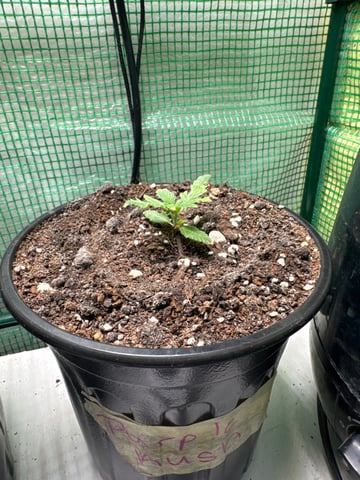 first indoor — vegetative, day 17