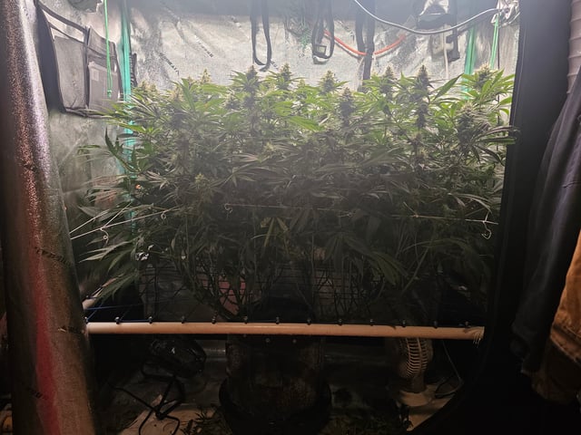 scrog from cut.  — flower, day 58