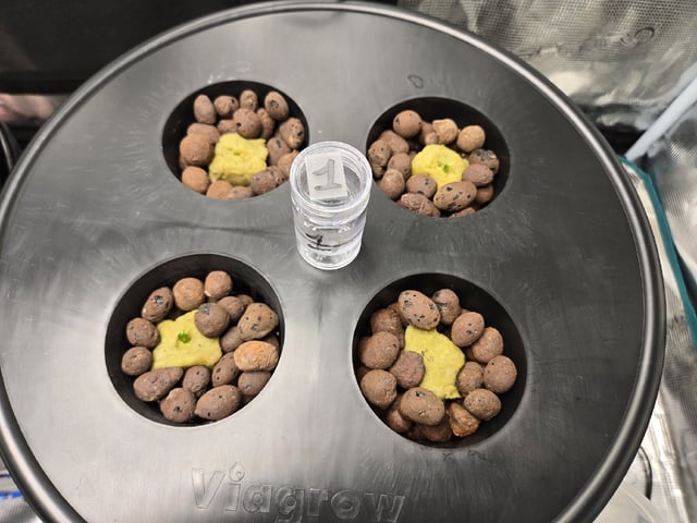 JALAPEÑO 🌶 — germination, day 16