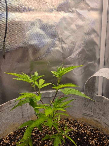 Looking for advice! — vegetative, day 16