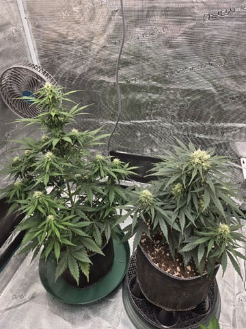 StrawZ (autoflower) — flower, day 57