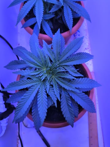 unknown strain 1st grow — vegetative, day 19