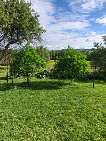 outdoors  unground 2025 — flower, day 12