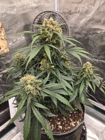 StrawZ (autoflower) — flower, day 71