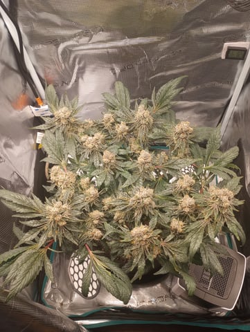 Wizard Punch first grow  — flower, day 108