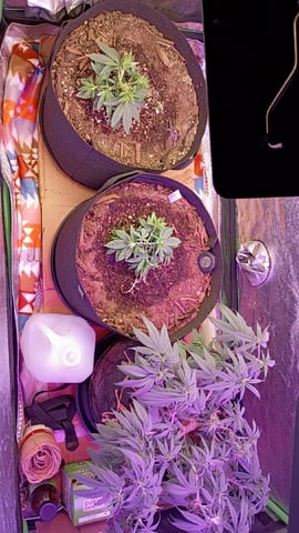 Purple Plum Perfect 💜 & 2 Grape Runtz 🍇 Mainlining garden.  — vegetative, day 90