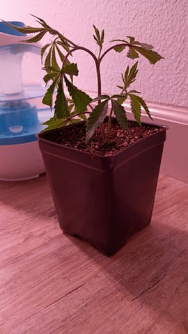 FKAFL — vegetative, day 14