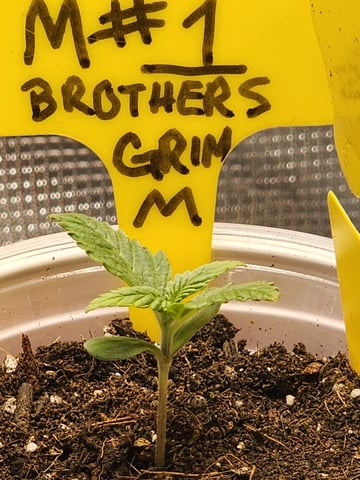 HE1E we GROW  — seedling_rooting, day 33