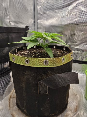 mc nuggets r1 — vegetative, day 16