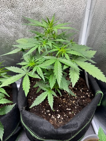 Pineapple Express F1 — flower, day 19
