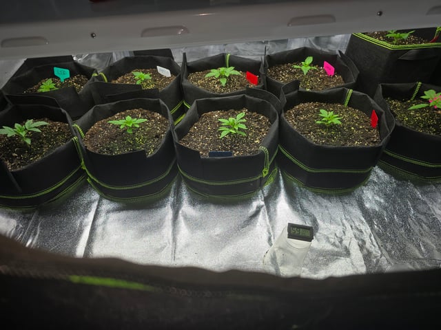 2nd Autoflower Indoor Grow — vegetative, day 14