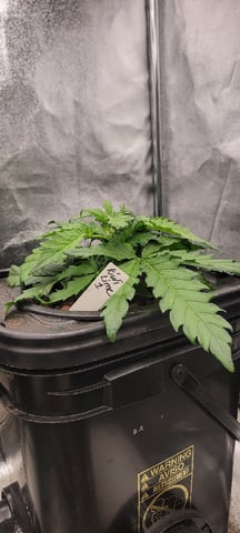 My First Grow — vegetative, day 34