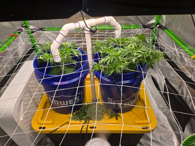 Fastbuds Autoflower Run — vegetative, day 38