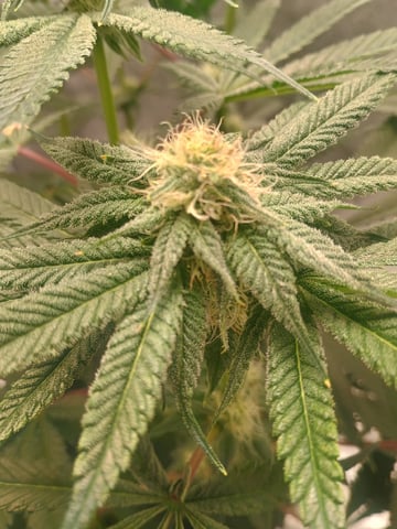 lil Slurry, first grow — flower, day 63