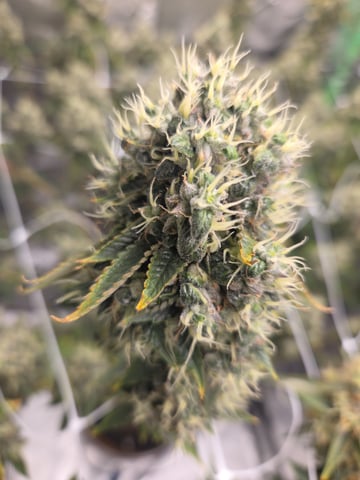 new bee's  — vegetative, day 45