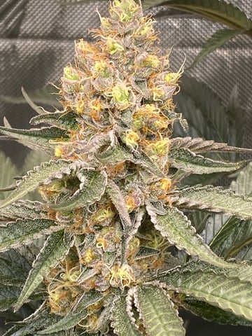 E Grow  — flower, day 44