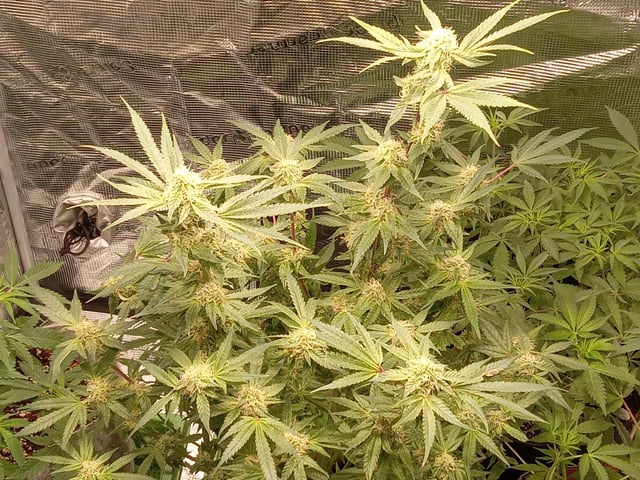 critical purple kush x peyote wifi  in the auto pot system tray 2 grow with added microhazian to the coco coir  — flower, day 99