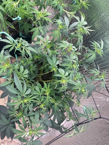 trying some bag seeds — flower, day 37