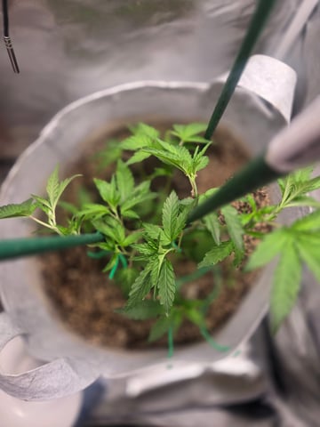 Looking for advice! — vegetative, day 25