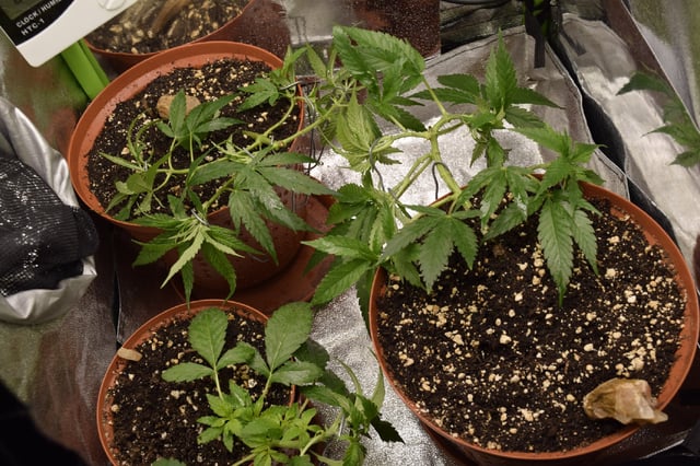 cultivo #3 — vegetative, day 2