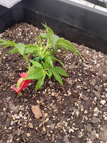 Blueberry auto — vegetative, day 26