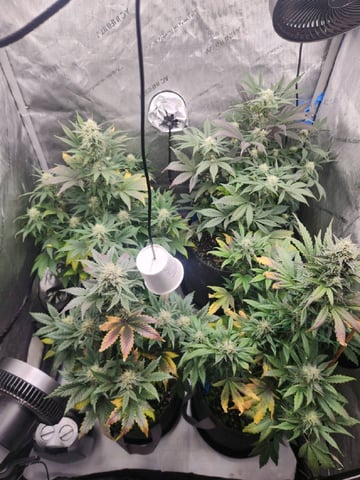 Rings of Saturn & Ghostboosters - Apollo Haze Artisanal Line — flower, day 61