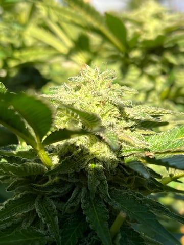 BlackBerry Moonrocks  — flower, day 58