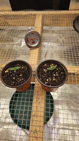 GT2 — seedling_rooting, day 23