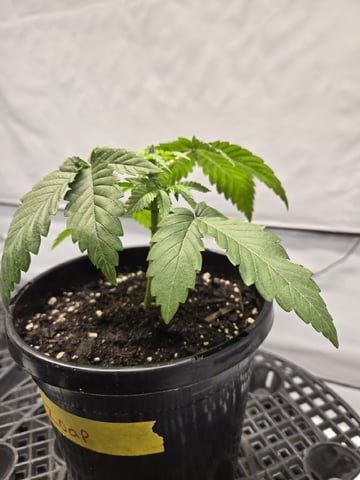 Zoap & Mimosa x OrangePunch — vegetative, day 26