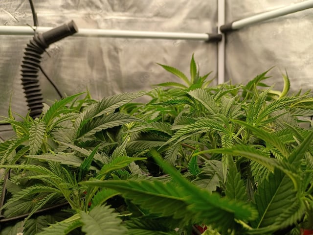 FastBuds Photo-Lemon Mandarin  — vegetative, day 74