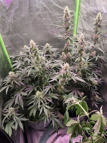 Indoor 1 — flower, day 46