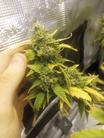 ethos — flower, day 49