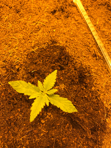 Frosty Gelato Autos  — vegetative, day 9