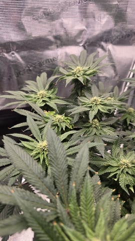 mc nuggets r1 — flower, day 70