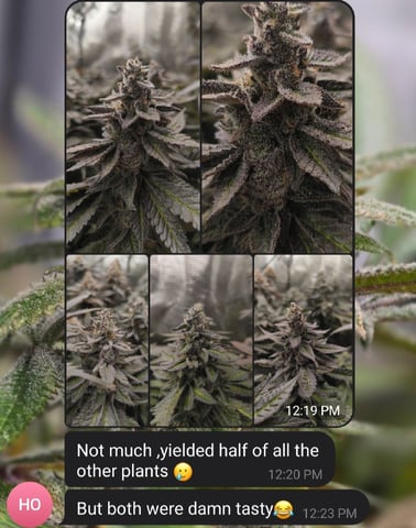 Oceanz 16 — flower, day 159