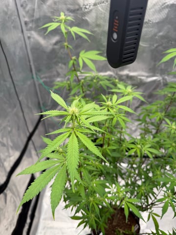  Apple fritter  Clones round two — flower, day 180