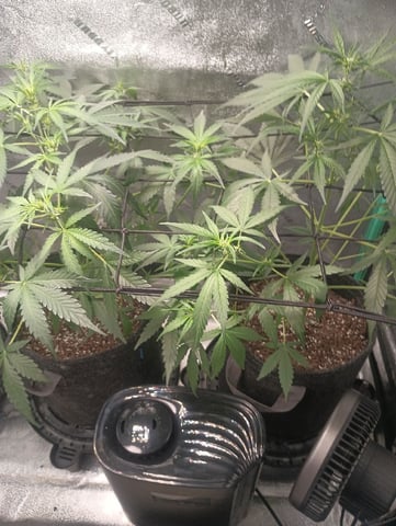 Auto Flower Wedding Glue — flower, day 11