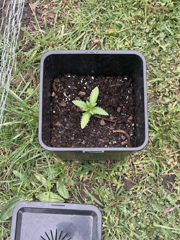 Random Seed — grow_setup, day 6
