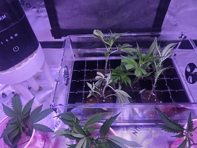 MOTHER ROOM — seedling_rooting, day 43