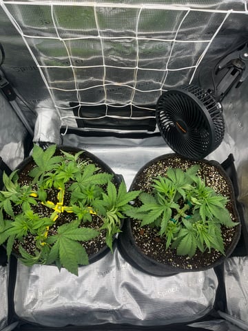 Gorilla Zkittlez & RS #11 — vegetative, day 36