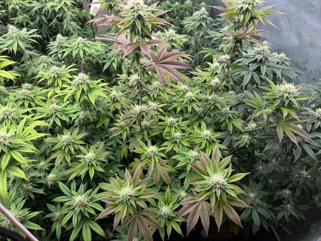 Hollywood Headband and LimeHeads  — flower, day 136