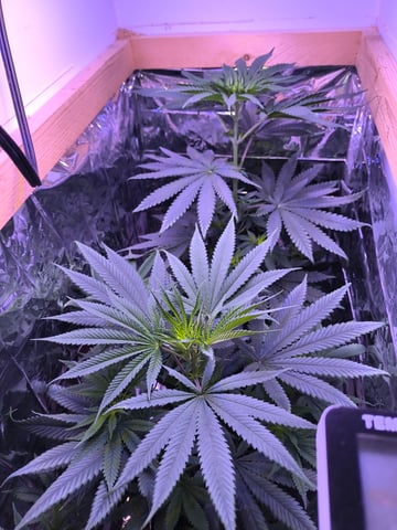 unknown strain 1st grow — flower, day 45