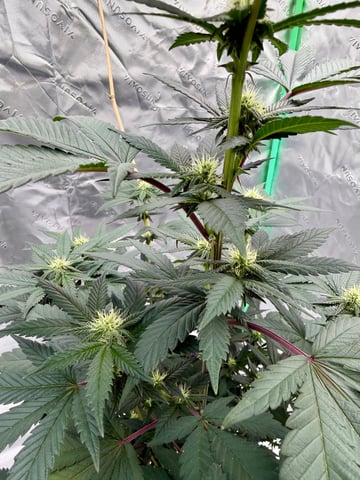 Bluntz Grow — flower, day 22