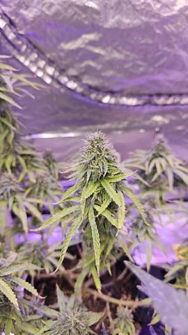 Amnesia Haze Run — flower, day 80